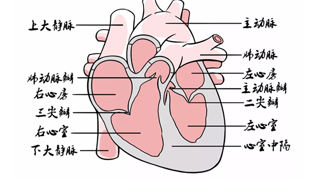 一文讀懂冠狀動(dòng)脈搭橋術(shù)（系列一)